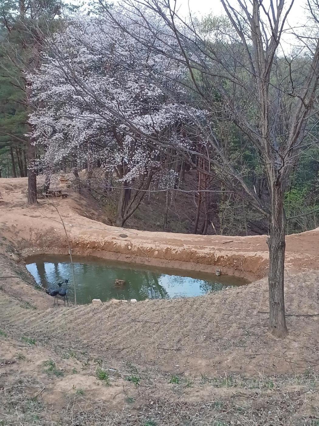 Forest Healing Park Cheongyu جانجنيونج المظهر الخارجي الصورة