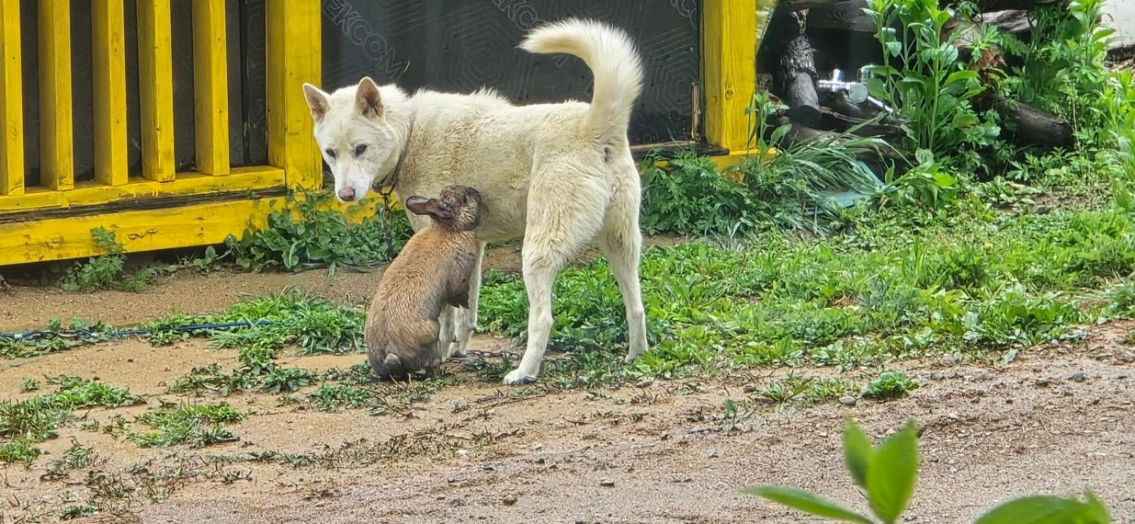 Forest Healing Park Cheongyu جانجنيونج المظهر الخارجي الصورة